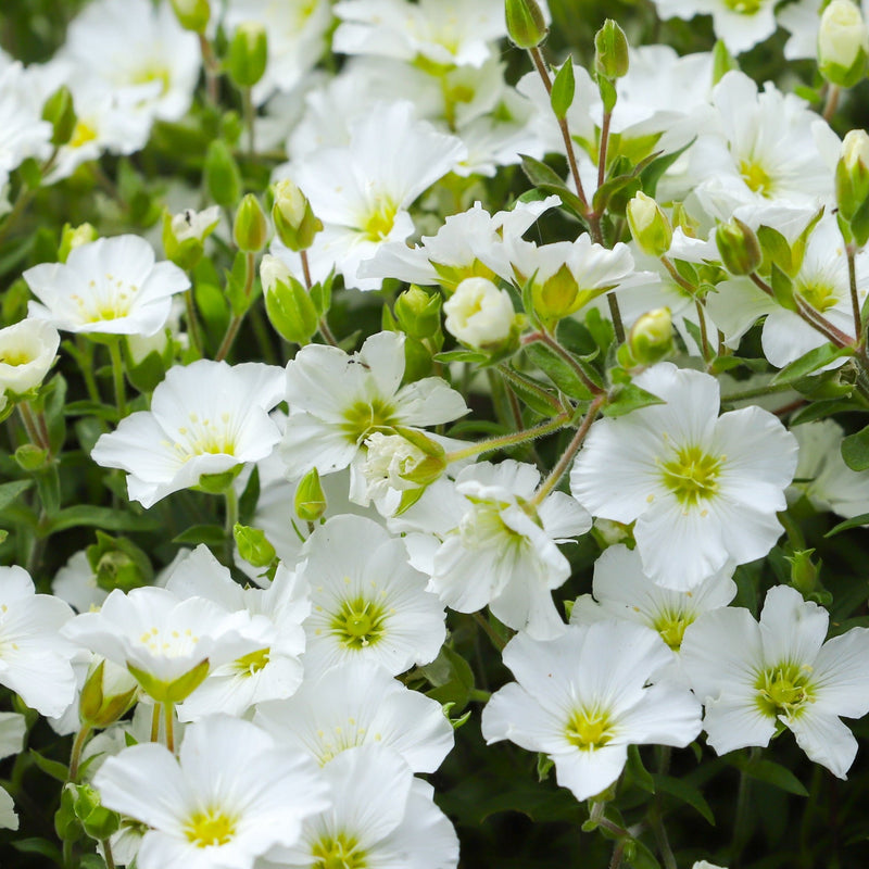 Arenaria montana 9cm -