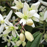 Clematis armandii (Evergreen and Fragrant) 100cm -
