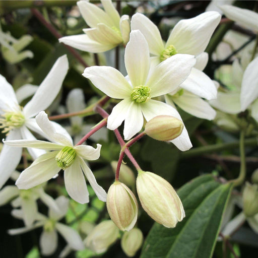 Clematis armandii (Evergreen and Fragrant) 100cm -