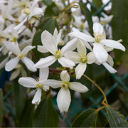 Clematis armandii (Evergreen and Fragrant) 100cm -