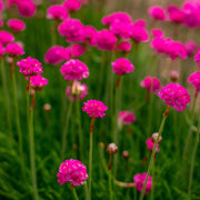 Armeria martima Select Rose 9cm -