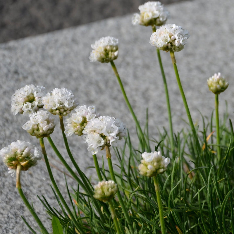 Armeria pseudarmeria White 9cm / 3L -