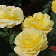 Arthur Bell | Climbing Rose | 4L Potted Rose (PRE ORDER DECEMBER '25) -