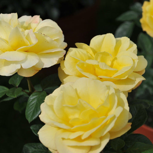 Arthur Bell | Climbing Rose | 4L Potted Rose (PRE ORDER DECEMBER '25) -