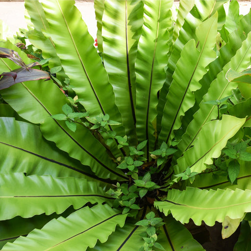 Fern Asplenium (11cm Pot) -
