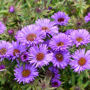 Aster novi-belgii 'Lady in Blue' 9cm -