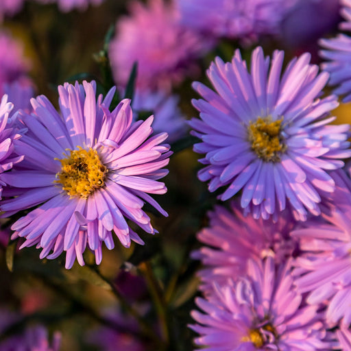 Aster novi - belgii 'Jenny' 9cm -