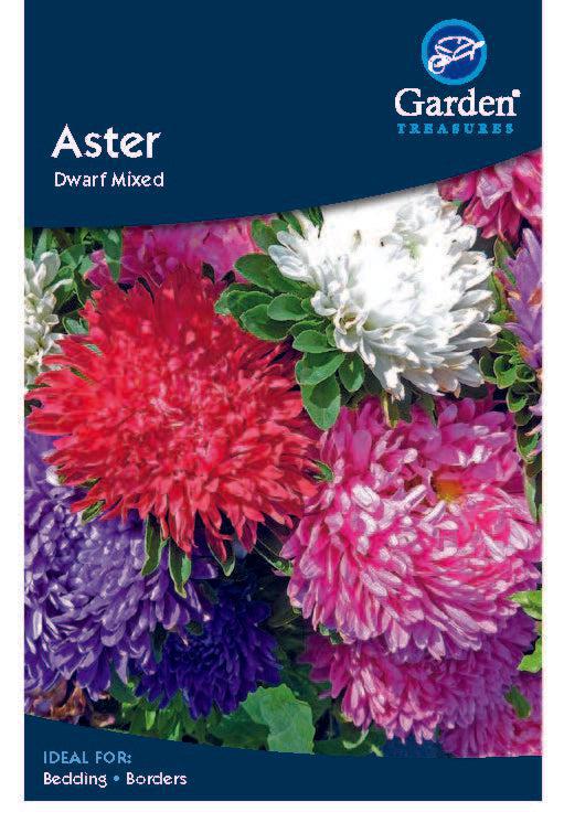 Aster Seeds -