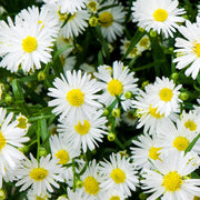 Aster ager. Ashvi 9cm -