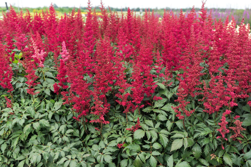 Astilbe Burgundy Red - Marginal Pond Plants - BP013A