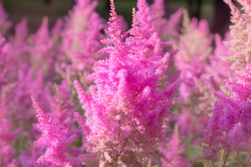 Astilbe Pink (Erika) - BP013 Packs