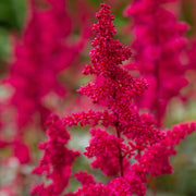 Astilbe 'Visions in Red' 1.5L -