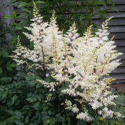 Astilbe arendsii White 9cm/2L -