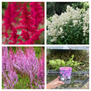Mix of 3 x Astilbe 9cm -