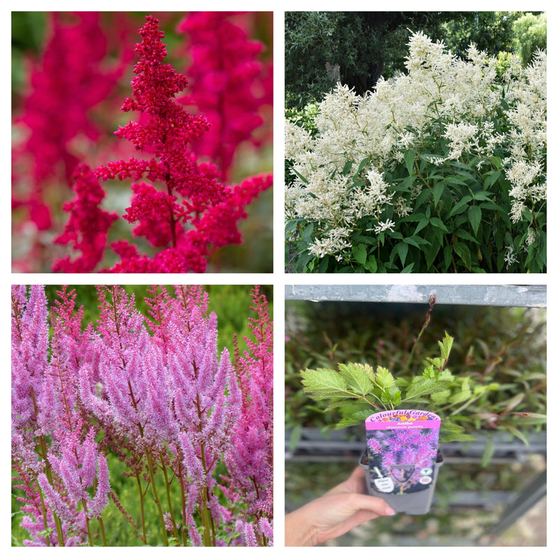 Mix of 3 x Astilbe 9cm -