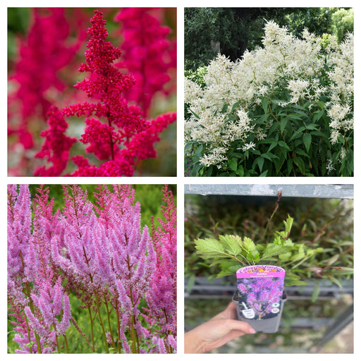 Mix of 3 x Astilbe 9cm -