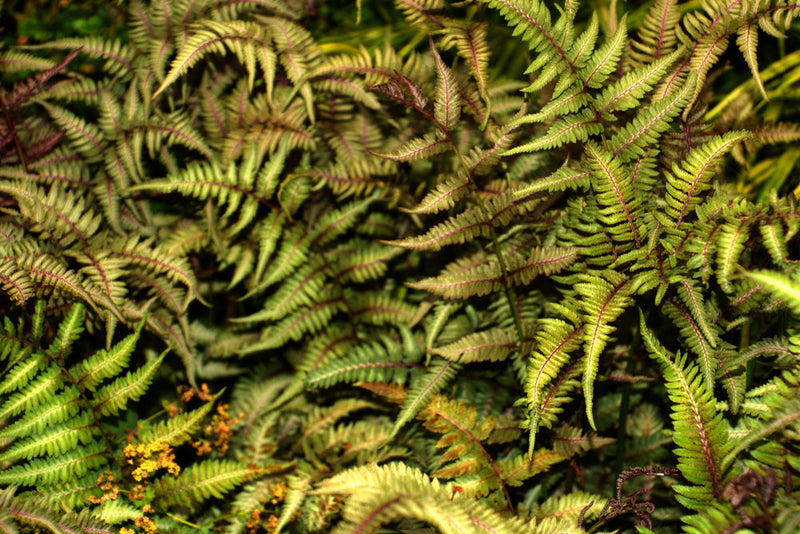 Athyrium Niponicum 'Metallicum' - BP016 Packs