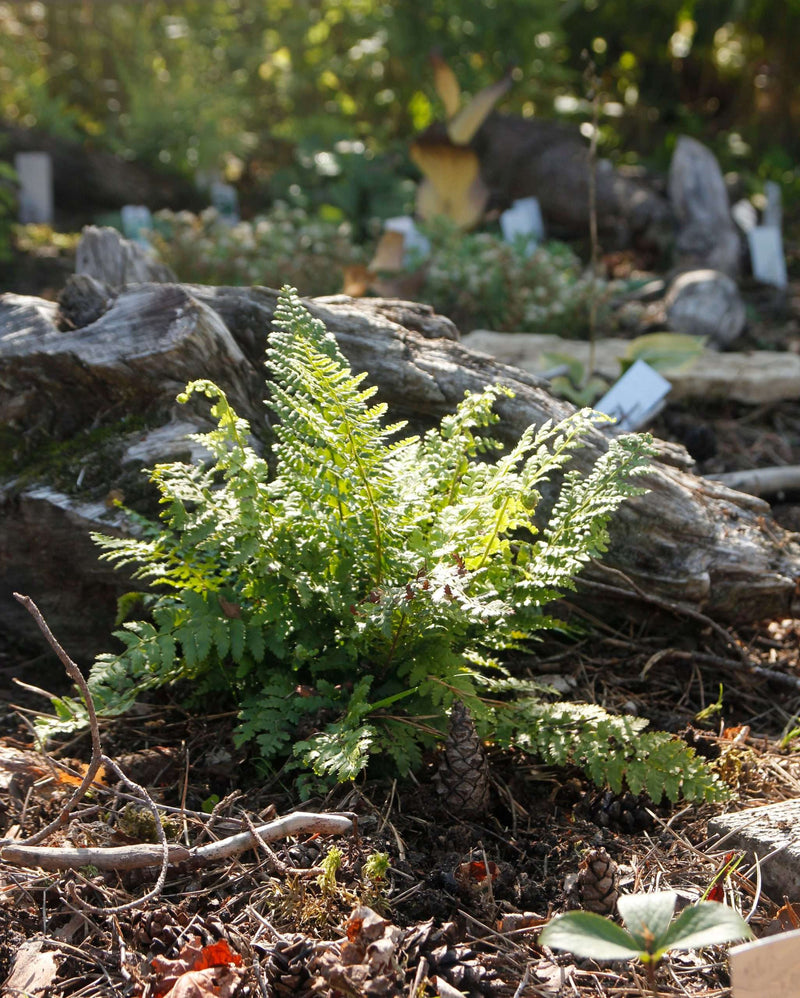Athyrium otophorum okanum - Marginal Pond Plants - BP019
