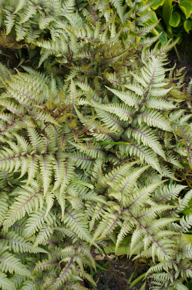 Athyrium niponicum 'Pewter Lace' - BP017 Packs