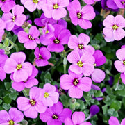 Aubretia Hybrida Axcent - Lilac - 1.5L -