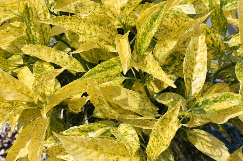 Aucuba 'Golden Girl' 9cm -