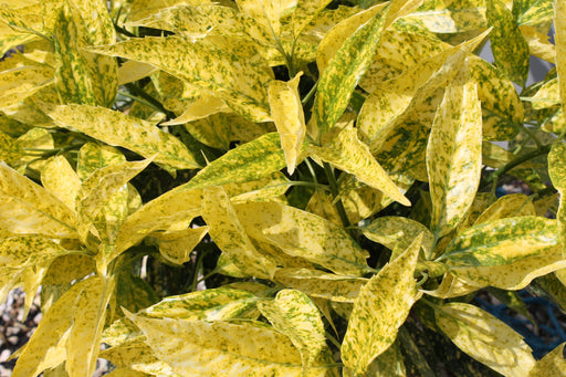 Aucuba 'Golden Girl' 9cm -