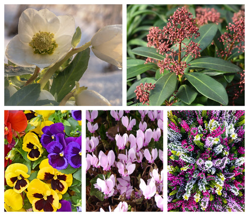 Autumn & Winter Flowering Mix -