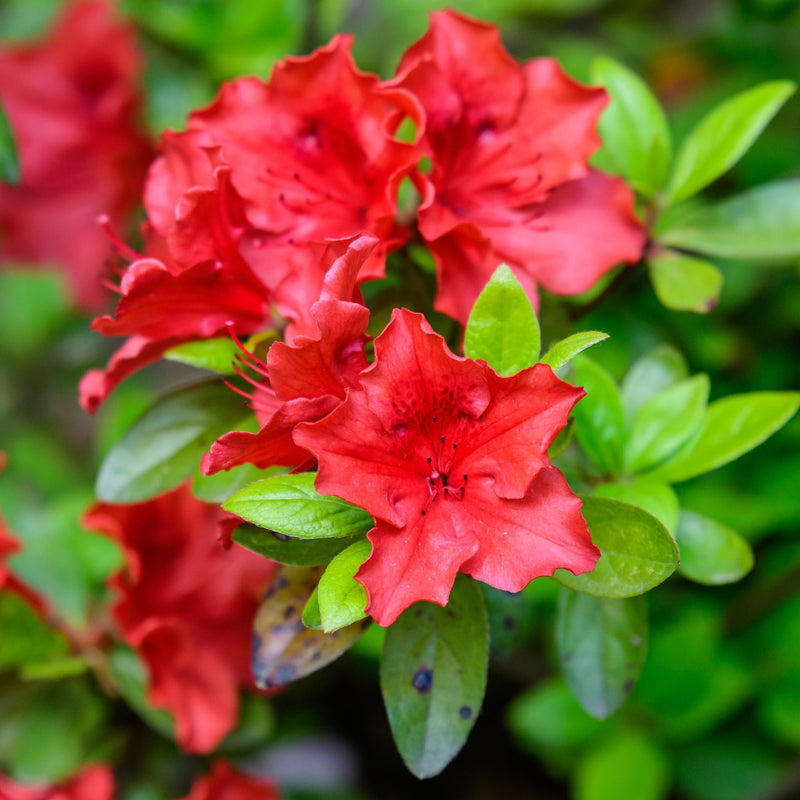 Azalea 'Arabesk' -