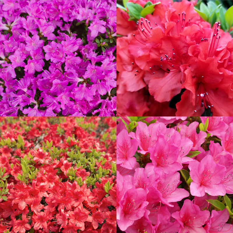 Rhododendron (Surprise Colour - No Label) 9cm -