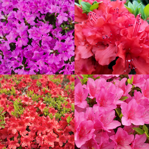 Rhododendron (Surprise Colour - No Label) 9cm -