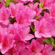 Azalea 'Anouk' 3L -