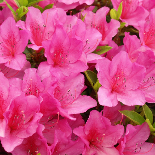 Azalea 'Anouk' 3L -