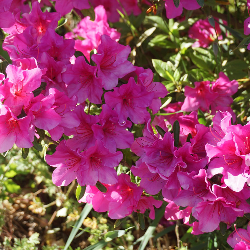 Azalea 'Madamme Van Hecke' 2/5L -