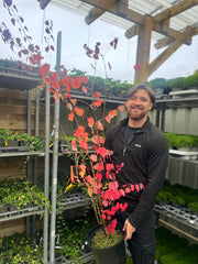 Cercidiphyllum japonicum Katsura 7.5L -