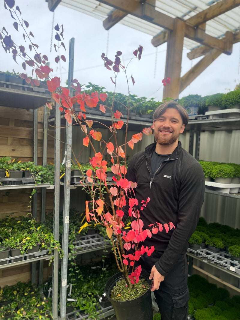 Cercidiphyllum japonicum Katsura 7.5L -