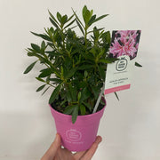 Azalea 'Pink Spider' 1.5L -