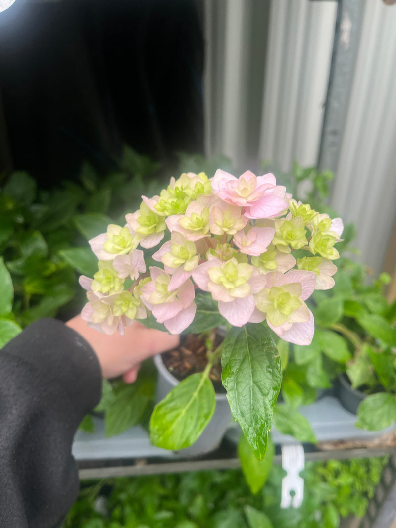 Hydrangea 'Together' 9cm -
