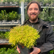 Thuja occidentalis 'Golden Tuffet' 2L -