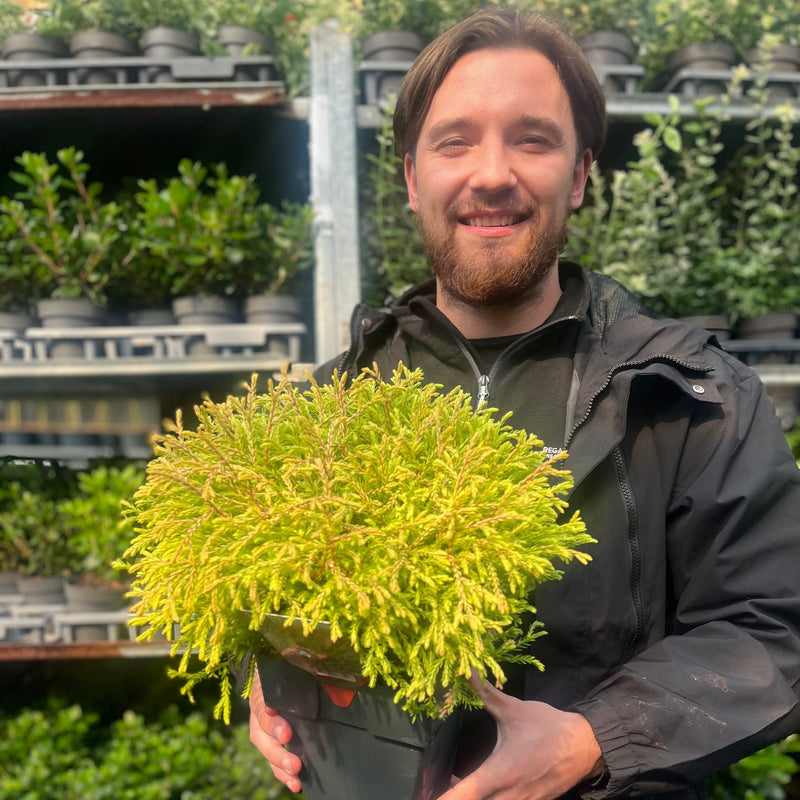 Thuja occidentalis 'Golden Tuffet' 2L -