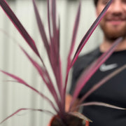 Cordyline Pink Passion 9cm / 1.5L -