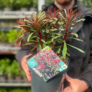 Euphorbia 'Miners Merlot' 9cm/2L -