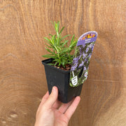 Rosemary officinalis (8cm/1.5L) -