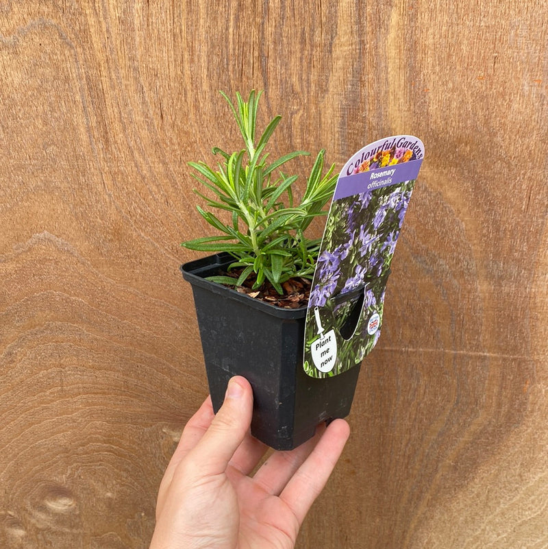 Rosemary officinalis (8cm/1.5L) -