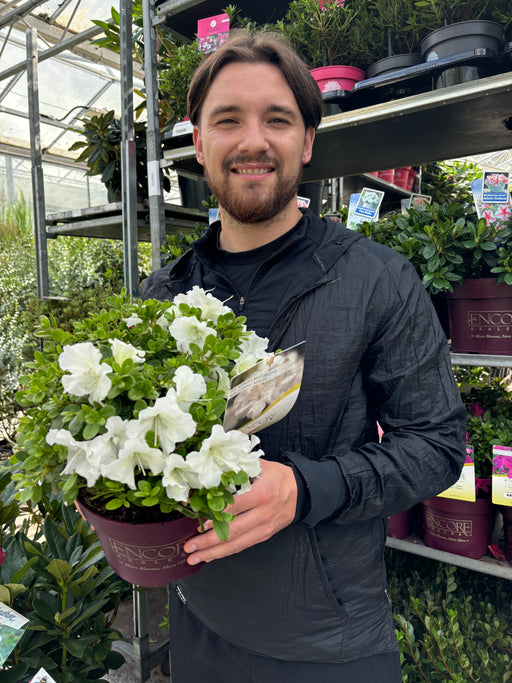 Azalea Encore 'Autumn Pure White' 3L -