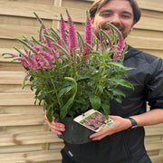 Veronica spicata 'Inspire' Rose 3L -