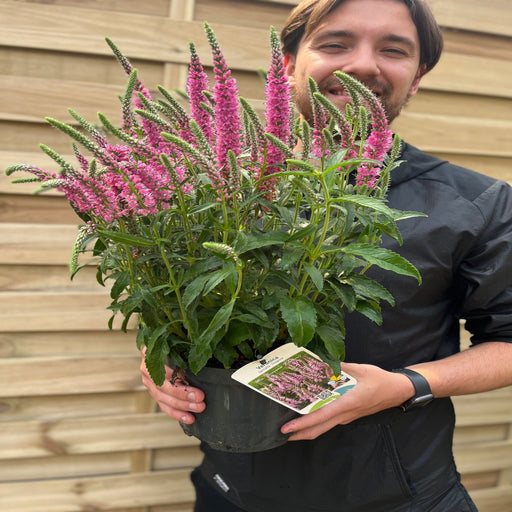 Veronica spicata 'Inspire' Rose 3L -