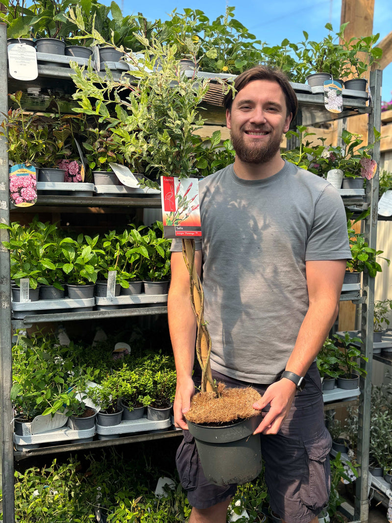 Salix intergra 'Hakuro - Nishiki' Flamingo Dwarf Willow Tree BRAIDED -