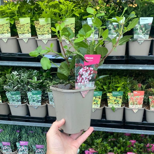 Viburnum tinus 'Gwenllian' 1L -