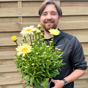 Leucanthemum 'Gelb' 3L -