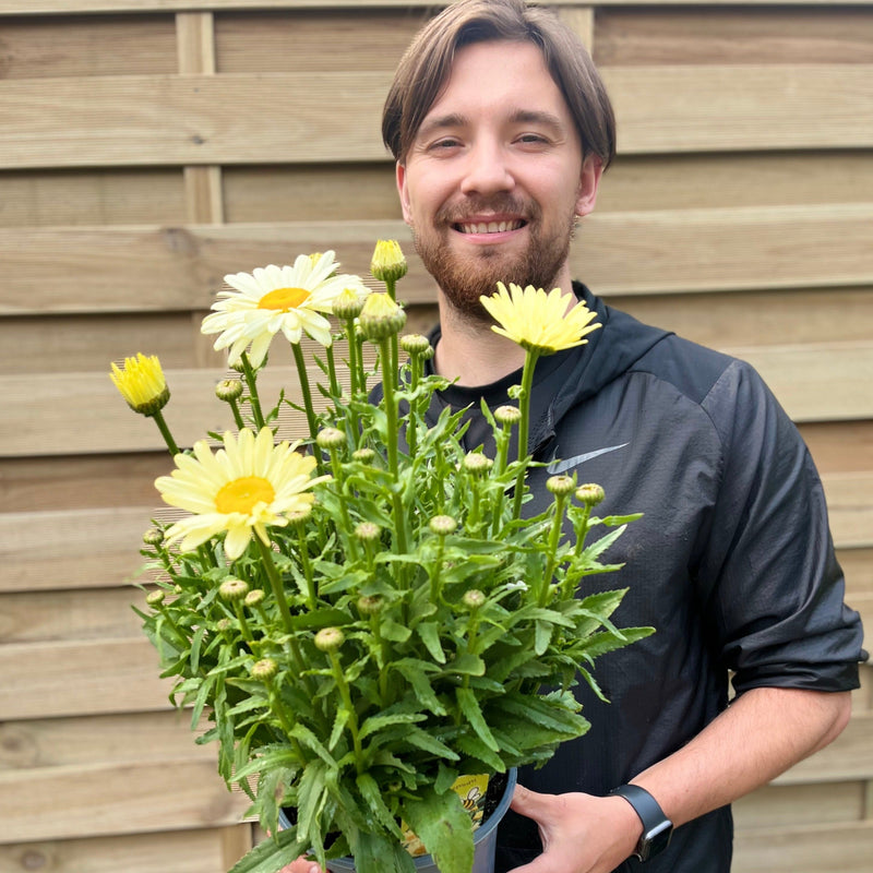 Leucanthemum 'Gelb' 3L -